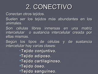 2. CONECTIVO
Conectan otros tejidos.
Suelen ser los tejidos más abundantes en los
animales.
Son células libres inmersas en una matriz
intercelular o sustancia intercelular creada por
ellas mismas.
Según los tipos de células y de sustancia
intercelular hay varias clases:
          Tejido conjuntivo.
         Tejido adiposo.
         Tejido cartilaginoso.
         Tejido óseo.
         Tejido sanguíneo.
 