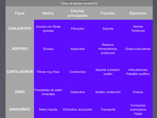 Los tejidos conectivos suelen clasificarse en:
                                    Tipos de tejidos conectivos
                                        
                                             Células
   Tipos            Matriz                                                                 Función             Ejemplos
                                           principales


                Acuosa con fibras                                                                                Dermis
CONJUNTIVO                                      Fibrocitos                                   Soporte
                    gruesas                                                                                     Tendones



                                                                                            Reserva,
  ADIPOSO            Escasa                     Adipocitos                                Homeotermia,       Grasa subcutánea
                                                                                           protección




                                                                                        Soporte a presión,    Articulaciones
CARTILAGINOS    Fibras muy finas              Condrocitos
                                                                                             sostén          Pabellón auditivo




               Precipitado de sales
   ÓSEO                                        Osteocitos                               Sostén, protección       Huesos
                    minerales


                                                                                                               Conductos
 SANGUÍNEO        Matriz líquida      Eritrocitos, leucocitos                              Transporte          sudoríparos
                                                                                                                 Vejiga
 