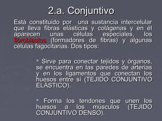 2.a. Conjuntivo
Está constituido por una sustancia intercelular
que lleva fibras elásticas y colágenas y en él
aparecen     unas      células   especiales, los
fibroblastos (formadores de fibras) y algunas
células fagocitarias. Dos tipos:

        Sirve para conectar tejidos y órganos,
       se encuentra en las paredes de arterias
       y en los ligamentos que conectan los
       huesos entre sí (TEJIDO CONJUNTIVO
       ELÁSTICO).

        Forma los tendones que unen los
       huesos a los músculos (TEJIDO
       CONJUNTIVO DENSO).
 
