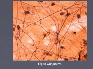 Tejido Conjuntivo
 