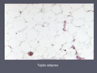 Tejido adiposo
 