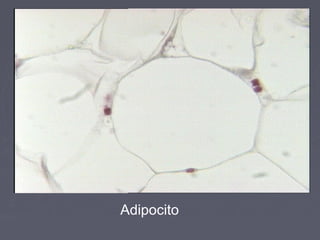 Adipocito
 