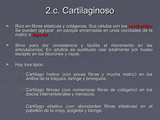 2.c. Cartilaginoso
►   Rico en fibras elásticas y colágenas. Sus células son los condrocitos.
    Se pueden agrupar en parejas encerradas en unas cavidades de la
    matriz o lagunas.

►   Sirve para dar consistencia y facilita el movimiento en las
    articulaciones. En adultos es sustituido casi totalmente por hueso
    excepto en los tiburones y rayas.

►   Hay tres tipos:

       1. Cartílago  hialino (con pocas fibras y mucha matriz) en los
         anillos de la tráquea, laringe y bronquios.

       2. Cartílago fibroso (con numerosas fibras de colágeno) en los
         discos intervertebrales y meniscos.

       1. Cartílagoelástico (con abundantes fibras elásticas) en el
         pabellón de la oreja, epiglotis y laringe.
 