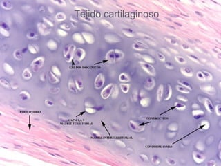 Tejido cartilaginoso
 