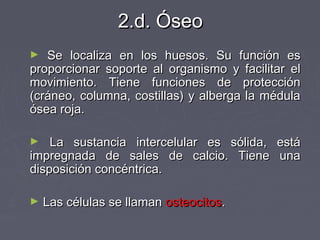 2.d. Óseo
►  Se localiza en los huesos. Su función es
proporcionar soporte al organismo y facilitar el
movimiento. Tiene funciones de protección
(cráneo, columna, costillas) y alberga la médula
ósea roja.

►   La sustancia intercelular es sólida, está
impregnada de sales de calcio. Tiene una
disposición concéntrica.

►   Las células se llaman osteocitos.
 