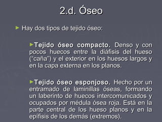 2.d. Óseo
►   Hay dos tipos de tejido óseo:

      ►Tejido    óseo compacto. Denso y con
      pocos huecos entre la diáfisis del hueso
      (“caña”) y el exterior en los huesos largos y
      en la capa externa en los planos.

      ►Tejido    óseo esponjoso. Hecho por un
      entramado de laminillas óseas, formando
      un laberinto de huecos intercomunicados y
      ocupados por médula ósea roja. Está en la
      parte central de los hueso planos y en la
      epífisis de los demás (extremos).
 
