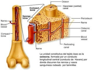 La unidad constitutiva del tejido óseo es la
osteona, formada por un conducto
longitudinal central (conducto de Havers) por
donde discurren los nervios y vasos
sanguíneos rodeado por laminillas
 
