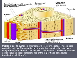 Debido a que la sustancia intercelular no es permeable, el hueso está
recorrido por los Sistemas de Havers, por los que circulan los vasos
sanguíneos y los nervios. Las células u osteocitos , aparecen situadas
en las lagunas óseas relacionadas entre sí por finos canalículos
(conductos calcóforos).
 