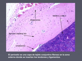 El periostio es una capa de tejido conjuntivo fibroso en la zona
externa donde se insertan los tendones y ligamentos.
 