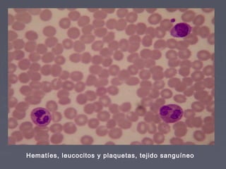Hematíes, leucocitos y plaquetas, tejido sanguíneo
 