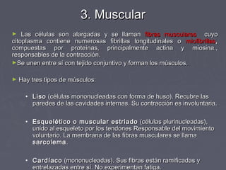 3. Muscular
►   Las células son alargadas y se llaman fibras musculares cuyo
citoplasma contiene numerosas fibrillas longitudinales o miofibrillas,
compuestas por proteínas, principalmente actina y miosina.,
responsables de la contracción.
►Se unen entre sí con tejido conjuntivo y forman los músculos.


►   Hay tres tipos de músculos:

      • Liso (células mononucleadas con forma de huso). Recubre las
        paredes de las cavidades internas. Su contracción es involuntaria.

      • Esquelético o muscular estriado (células plurinucleadas),
        unido al esqueleto por los tendones Responsable del movimiento
        voluntario. La membrana de las fibras musculares se llama
        sarcolema .

      • Cardíaco (mononucleadas). Sus fibras están ramificadas y
        entrelazadas entre sí. No experimentan fatiga.
 