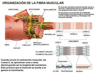 El músculo estriado presenta bandas claras y
                                              oscuras. Cada banda oscura o banda A tiene
                                              una pequeña línea clara o linea Z.
                                              El sarcómero es la porción de miofibrilla
                                              comprendida entre dos líneas Z consecutivas
                                              y es la unidad anatómica y fisiológica del
                                              musculo estriado.




Cuando ocurre la contracción muscular, las
Líneas Z, se aproximan unas a otras
disminuyendo así la longitud del sarcómero.
Esto provoca que el músculo se acorte y se
genere el movimiento.
 