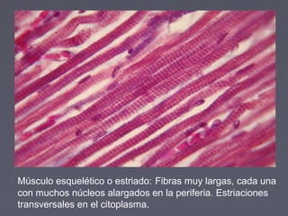 Músculo esquelético o estriado: Fibras muy largas, cada una
con muchos núcleos alargados en la periferia. Estriaciones
transversales en el citoplasma.
 