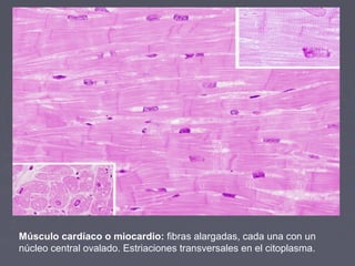 Músculo cardíaco o miocardio: fibras alargadas, cada una con un
núcleo central ovalado. Estriaciones transversales en el citoplasma.
 