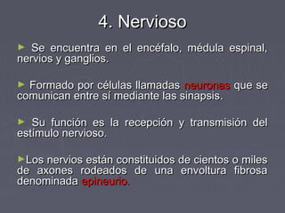 4. Nervioso
►  Se encuentra en el encéfalo, médula espinal,
nervios y ganglios.

► Formado por células llamadas neuronas que se
comunican entre sí mediante las sinapsis.

►  Su función es la recepción y transmisión del
estímulo nervioso.

►Los nervios están constituidos de cientos o miles
de axones rodeados de una envoltura fibrosa
denominada epineurio.
 