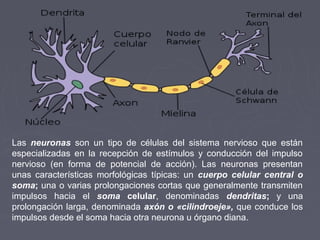 Las neuronas son un tipo de células del sistema nervioso que están
especializadas en la recepción de estímulos y conducción del impulso
nervioso (en forma de potencial de acción). Las neuronas presentan
unas características morfológicas típicas: un cuerpo celular central o
soma; una o varias prolongaciones cortas que generalmente transmiten
impulsos hacia el soma celular, denominadas dendritas; y una
prolongación larga, denominada axón o «cilindroeje», que conduce los
impulsos desde el soma hacia otra neurona u órgano diana.
 