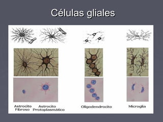 Células gliales
 