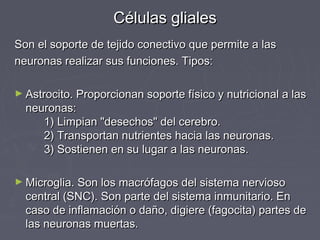 Células gliales
Son el soporte de tejido conectivo que permite a las
neuronas realizar sus funciones. Tipos:

► Astrocito. Proporcionan soporte físico y nutricional a las
  neuronas:
     1) Limpian "desechos" del cerebro. 
     2) Transportan nutrientes hacia las neuronas.
     3) Sostienen en su lugar a las neuronas.

► Microglia. Son los macrófagos del sistema nervioso
  central (SNC). Son parte del sistema inmunitario. En
  caso de inflamación o daño, digiere (fagocita) partes de
  las neuronas muertas.
 