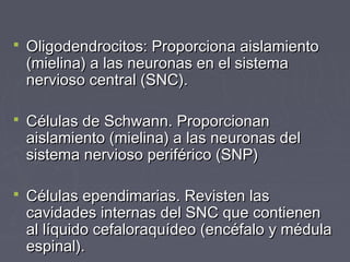  Oligodendrocitos: Proporciona aislamiento
 (mielina) a las neuronas en el sistema
 nervioso central (SNC).

 Células de Schwann. Proporcionan
 aislamiento (mielina) a las neuronas del
 sistema nervioso periférico (SNP)

 Células ependimarias. Revisten las
 cavidades internas del SNC que contienen
 al líquido cefaloraquídeo (encéfalo y médula
 espinal).
 