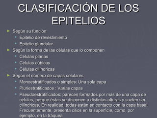 CLASIFICACIÓN DE LOS
           EPITELIOS
► Según su función:
    Epitelio de revestimiento
    Epitelio glandular
► Según la forma de las células que lo componen
    Células planas
    Células cúbicas
    Células cilíndricas
► Según el número de capas celulares
    Monoestratificados o simples: Una sola capa
    Pluriestratificados : Varias capas
    Pseudoestratificados: parecen formados por más de una capa de
     células, porque éstas se disponen a distintas alturas y suelen ser
     cilíndricas. En realidad, todas están en contacto con la capa basal.
     Frecuentemente, presenta cilios en la superficie, como, por
     ejemplo, en la tráquea 
 