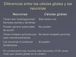 Diferencias entre las células gliales y las
                neuronas
        Neuronas                  Células gliales
Tienen dos "prolongaciones"   Sólo tienen una
llamadas axones y dendritas
Pueden generar potenciales    No pueden
de acción
Tienen sinapsis químicas que No tienen sinapsis químicas
usan neurotransmisores
Las neuronas nl continúan     Si pueden
dividiéndose

En comparación,hay muchas más neuronas (10-50 veces
más) que células gliales en el cerebro.
 