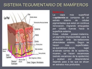 SISTEMA TEGUMENTARIO DE MAMÍFEROS
                   Epidermis
                   La      capa      más     superficial
                   o epidermis se compone de un
                   estrato     interno    de    células
                   pigmentadas que están en continua
                   renovación, migrando empujadas
                   por células nuevas hacia la
                   superficie externa.
                   Estas células poseen melanina,
                   un pigmento imprescindible para la
                   protección ante las radiaciones
                   ultravioletas  solares. Según se
                   hacen         más      superficiales,
                   se queratinizan dando           lugar
                   al estrato córneo de la epidermis,
                   mueren, se hacen escamosas
                   (estrato escamoso de la epidermis)
                   y acaban por desprenderse
                   dejando paso a las que se sitúan
                   en estratos más profundos.
 