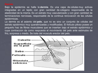 Dermis
Bajo la epidermis se halla la dermis. Es una capa de células muy activas
integradas en un tejido con gran cantidad de colágeno responsable de la
elasticidad de la misma. Es un estrato muy vascularizado y con gran cantidad de
terminaciones nerviosas, responsable de la continua renovación de las células
epidérmicas.
La dermis es el asiento del pelo, que no es sino un conjunto de células del
estrato epidérmico muy queratinizadas y modificadas. El folículo piloso posee un
pequeño haz de fibras musculares que se insertan bajo el estrato epidérmico y
cuya contracción da como respuesta el movimiento del pelo ante estímulos de
frío, sorpresa o miedo. Se trata del músculo erector del pelo.
 