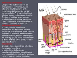 Glándulas sudoríparas 
Las glándulas sudoríparas son las
encargadas de eliminar agua para
intervenir simultáneamente en los
mecanismos de intercambio hídrico y
termorregulador. A la vez, junto al agua,
eliminan sales y sustancias de desecho.
En el canal auditivo, se transforman
en glándulas ceruminosas, que tienen
como misión evitar la deshidratación del
tímpano y mantener su elasticidad.
Glándulas odoríferas 
Son las glándulas sudoríparas
modificadas, encargadas de eliminar
sustancias aromáticas que tienen como fin
primordial la indicación de determinados
estados anímicos, sociales o fisiológicos
del animal y que, en casos extremos como
el de las mofetas, sirven como poderoso
sistema defensivo.
Hipodermis 
El tejido adiposo subcutáneo, además de
formar parte esencial en
el metabolismo de las grasas
constituyendo depósitos energéticos de
gran capacidad de movilización, resulta un
perfecto aislante corporal ante bajas
 