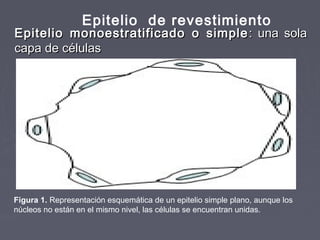 Epitelio de revestimiento
Epitelio monoestratificado o simple : una sola
capa de células




Figura 1. Representación esquemática de un epitelio simple plano, aunque los
núcleos no están en el mismo nivel, las células se encuentran unidas.
 