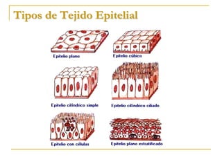 Tipos de Tejido Epitelial
 