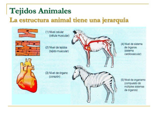 Cuales Son Los Tejidos Basicos De Los Animales es.slideshare.net