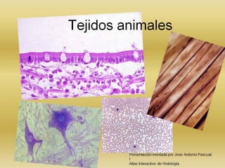 TEJIDOS ANIMALES

 