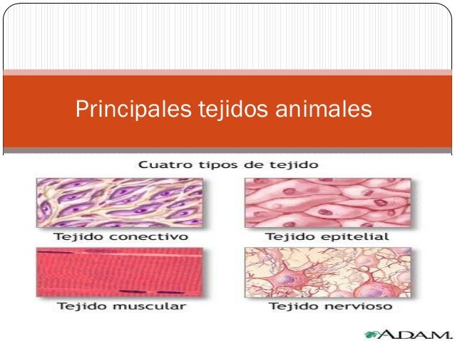 Tejidos animales