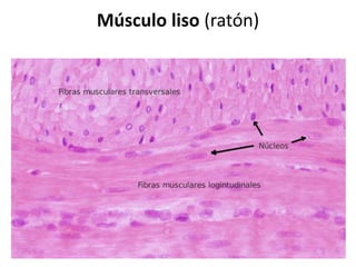 Músculo liso (ratón)

 