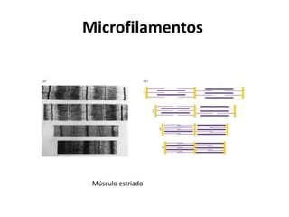 Microfilamentos

Músculo estriado

 