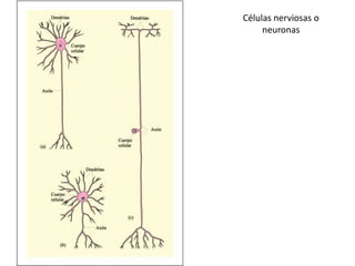 Células nerviosas o
neuronas

 