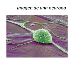 Imagen de una neurona

 