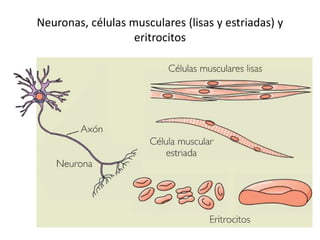 Neuronas, células musculares (lisas y estriadas) y
eritrocitos

 