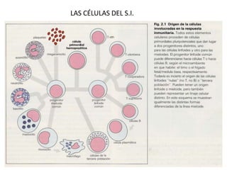 LAS CÉLULAS DEL S.I.

 