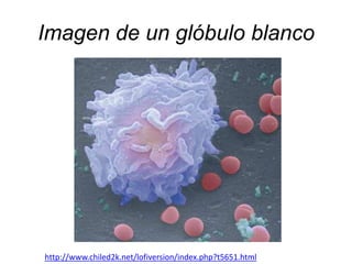 Imagen de un glóbulo blanco

http://www.chiled2k.net/lofiversion/index.php?t5651.html

 