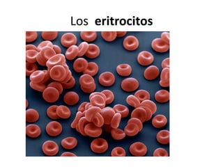 Los eritrocitos

 