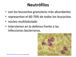Neutrófilos
•
•
•
•

son los leucocitos granulares más abundantes
representan el 60-70% de todos los leucocitos
núcleo multilobulado
Intervienen en la defensa frente a las
infecciones bacterianas.

http://www.forobioquimico.com.ar/a_h_leucos.html#neutrofilos

 