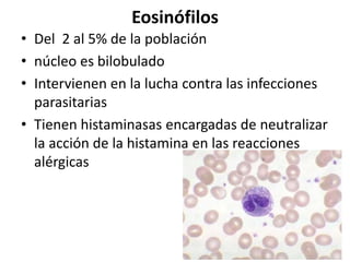 Eosinófilos
• Del 2 al 5% de la población
• núcleo es bilobulado
• Intervienen en la lucha contra las infecciones
parasitarias
• Tienen histaminasas encargadas de neutralizar
la acción de la histamina en las reacciones
alérgicas

 