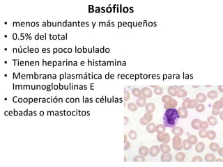 Basófilos
•
•
•
•
•

menos abundantes y más pequeños
0.5% del total
núcleo es poco lobulado
Tienen heparina e histamina
Membrana plasmática de receptores para las
Immunoglobulinas E
• Cooperación con las células
cebadas o mastocitos

 