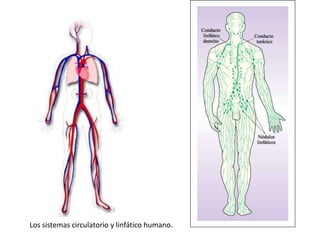Los sistemas circulatorio y linfático humano.

 