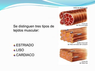 Se distinguen tres tipos de
tejidos muscular:
ESTRIADO
LISO
CARDIACO
 
