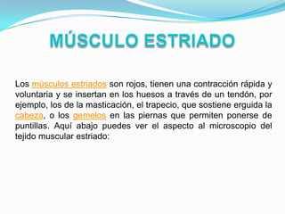 Los músculos estriados son rojos, tienen una contracción rápida y
voluntaria y se insertan en los huesos a través de un tendón, por
ejemplo, los de la masticación, el trapecio, que sostiene erguida la
cabeza, o los gemelos en las piernas que permiten ponerse de
puntillas. Aquí abajo puedes ver el aspecto al microscopio del
tejido muscular estriado:
 