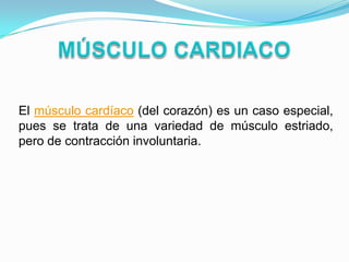 El músculo cardíaco (del corazón) es un caso especial,
pues se trata de una variedad de músculo estriado,
pero de contracción involuntaria.
 