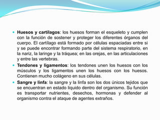  Huesos y cartílagos: los huesos forman el esqueleto y cumplen
con la función de sostener y proteger los diferentes órganos del
cuerpo. El cartílago está formado por células espaciadas entre si
y se puede encontrar formando parte del sistema respiratorio, en
la nariz, la laringe y la tráquea; en las orejas, en las articulaciones
y entre las vertebras.
 Tendones y ligamentos: los tendones unen los huesos con los
músculos y los ligamentos unen los huesos con los huesos.
Contienen mucho colágeno en sus células.
 Sangre y linfa: la sangre y la linfa son los dos únicos tejidos que
se encuentran en estado liquido dentro del organismo. Su función
es transportar nutrientes, desechos, hormonas y defender al
organismo contra el ataque de agentes extraños.
 