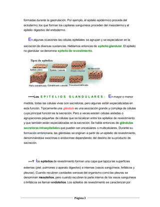 Página3
formadas durante la gastrulación. Por ejemplo, el epitelio epidérmico procede del
ectodermo, los que forman los capilares sanguíneos proceden del mesodermo y el
epitelio digestivo del endodermo.
En algunas ocasiones las células epiteliales se agrupan y se especializan en la
secreción de diversas sustancias. Hablamos entonces de epitelio glandular. El epitelio
no glandular se denomina epitelio de revestimiento.
----Los E P I T E L I O S G L A N D U L A R E S : En mayor o menor
medida, todas las células vivas son secretoras, pero algunas están especializadas en
esta función. Típicamente una glándula es una asociación grande y compleja de células
cuya principal función es la secreción. Pero a veces existen células aisladas o
agrupaciones pequeñas de células que se localizan entre los epitelios de revestimiento
y que también están especializadas en la secreción. Se habla entonces de glándulas
secretoras intraepiteliales que pueden ser unicelulares o multicelulares. Durante su
formación embrionaria, las glándulas se originan a partir de un epitelio de revestimiento,
denominándose exocrinas o endocrinas dependiendo del destino de su producto de
secreción.
----Y los epitelios de revestimiento forman una capa que tapiza las superficies
externas (piel, pulmones o aparato digestivo) e internas (vasos sanguíneos, linfáticos y
pleuras). Cuando recubren cavidades serosas del organismo como las pleuras se
denominan mesotelios, pero cuando recubren la parte interna de los vasos sanguíneos
o linfáticos se llaman endotelios. Los epitelios de revestimiento se caracterizan por
 
